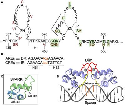 Molecular Dynamics Simulations of a Chimeric Androgen Receptor Protein (SPARKI) Confirm the Importance of the Dimerization Domain on DNA Binding Specificity